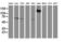 Guanylate Binding Protein 5 antibody, LS-C172549, Lifespan Biosciences, Western Blot image 