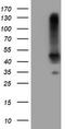 Serpinb1 antibody, TA800117, Origene, Western Blot image 