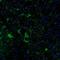 Dipeptidyl Peptidase Like 6 antibody, NBP2-47481, Novus Biologicals, Immunofluorescence image 