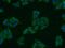 Syntaxin 17 antibody, 17815-1-AP, Proteintech Group, Immunofluorescence image 