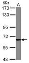 p68 antibody, PA5-27428, Invitrogen Antibodies, Western Blot image 