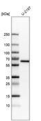 Kruppel Like Factor 4 antibody, AMAb91389, Atlas Antibodies, Western Blot image 