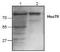 Heat Shock Protein Family A (Hsp70) Member 8 antibody, NB120-1427, Novus Biologicals, Western Blot image 