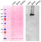 Adaptor Related Protein Complex 2 Subunit Alpha 1 antibody, EB11875, Everest Biotech, Western Blot image 