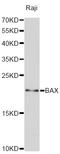 BAX antibody, A0207, ABclonal Technology, Western Blot image 