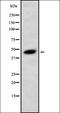 Protein Serine Kinase H1 antibody, orb378386, Biorbyt, Western Blot image 