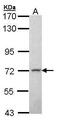 Membrane Palmitoylated Protein 2 antibody, PA5-21841, Invitrogen Antibodies, Western Blot image 