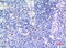 Isocitrate Dehydrogenase (NAD(+)) 3 Alpha antibody, A09544-1, Boster Biological Technology, Immunohistochemistry frozen image 