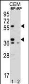 Myeloid Associated Differentiation Marker antibody, PA5-71500, Invitrogen Antibodies, Western Blot image 