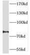Protocadherin Alpha 2 antibody, FNab06198, FineTest, Western Blot image 