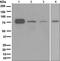 Bradykinin Receptor B2 antibody, ab134118, Abcam, Western Blot image 