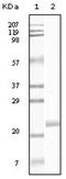Htk antibody, AM06124SU-N, Origene, Western Blot image 