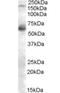 Nitric Oxide Synthase 1 antibody, orb18337, Biorbyt, Western Blot image 