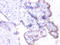 Basigin (Ok Blood Group) antibody, A52086-100, Epigentek, Immunohistochemistry paraffin image 