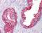 Src substrate protein p85 antibody, orb95701, Biorbyt, Immunohistochemistry paraffin image 