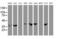 Exoribonuclease 1 antibody, MA5-25827, Invitrogen Antibodies, Western Blot image 