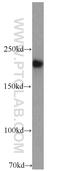 RB1 Inducible Coiled-Coil 1 antibody, 17250-1-AP, Proteintech Group, Western Blot image 