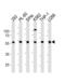 YY1 Transcription Factor antibody, 61-408, ProSci, Western Blot image 