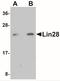 Lin-28 Homolog A antibody, NBP1-77383, Novus Biologicals, Western Blot image 
