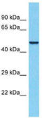 Retrotransposon-derived protein PEG10 antibody, TA339186, Origene, Western Blot image 