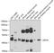 Myostatin antibody, GTX32624, GeneTex, Western Blot image 