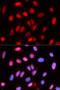 Replication factor C subunit 4 antibody, 19-694, ProSci, Immunofluorescence image 