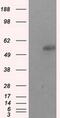 SIL1 Nucleotide Exchange Factor antibody, MA5-25071, Invitrogen Antibodies, Western Blot image 