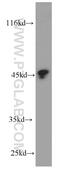 Protein C inhibitor antibody, 66030-1-Ig, Proteintech Group, Western Blot image 
