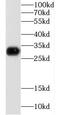 Gap Junction Protein Beta 1 antibody, FNab01860, FineTest, Western Blot image 