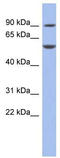 Forkhead Box C1 antibody, TA335192, Origene, Western Blot image 