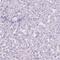 Neurotensin antibody, HPA026664, Atlas Antibodies, Immunohistochemistry frozen image 