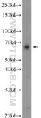 HMG-Box Containing 4 antibody, 24821-1-AP, Proteintech Group, Western Blot image 