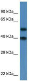 Nucleoporin Nup37 antibody, TA339361, Origene, Western Blot image 