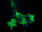 Phosphoinositide-3-Kinase Adaptor Protein 1 antibody, TA501716, Origene, Immunofluorescence image 