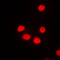 Homeobox protein SIX6 antibody, LS-C352609, Lifespan Biosciences, Immunofluorescence image 