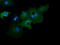 Growth arrest-specific protein 7 antibody, M06548-1, Boster Biological Technology, Immunofluorescence image 