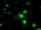 Nicotinamide N-Methyltransferase antibody, M02676, Boster Biological Technology, Immunofluorescence image 