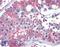Component Of Oligomeric Golgi Complex 7 antibody, 46-740, ProSci, Western Blot image 