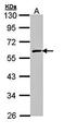 Flavin Containing Dimethylaniline Monoxygenase 2 antibody, orb69668, Biorbyt, Western Blot image 