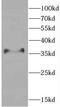 CCAAT Enhancer Binding Protein Beta antibody, FNab01580, FineTest, Western Blot image 