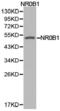 Nuclear receptor subfamily 0 group B member 1 antibody, LS-C192687, Lifespan Biosciences, Western Blot image 