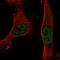 Zinc finger protein basonuclin-2 antibody, HPA059419, Atlas Antibodies, Immunocytochemistry image 