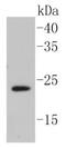 Caveolin-2 antibody, NBP2-67423, Novus Biologicals, Western Blot image 