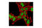 SATB Homeobox 1 antibody, 3650S, Cell Signaling Technology, Immunofluorescence image 