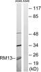 Mitochondrial Ribosomal Protein L13 antibody, abx014080, Abbexa, Western Blot image 