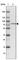 ATP Binding Cassette Subfamily F Member 2 antibody, HPA021815, Atlas Antibodies, Western Blot image 
