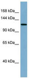 Klotho antibody, TA346110, Origene, Western Blot image 