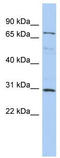 Cyclin D Binding Myb Like Transcription Factor 1 antibody, TA337245, Origene, Western Blot image 