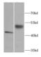 SERPINA1 antibody, FNab00337, FineTest, Western Blot image 