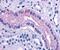 DIR antibody, GTX70835, GeneTex, Immunohistochemistry paraffin image 